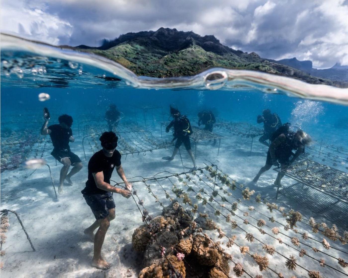 Restore corals in Fiji, Malolo Island, Fiji