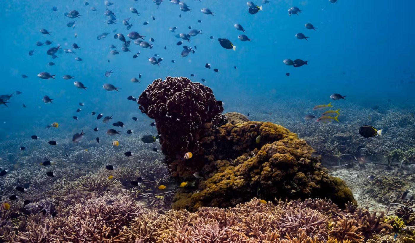 A restored reef at Nusa Penida
