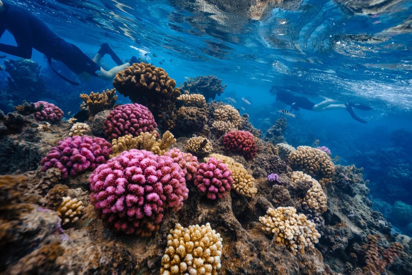 Restore corals in French Polynesia, Mo'orea, French Polynesia